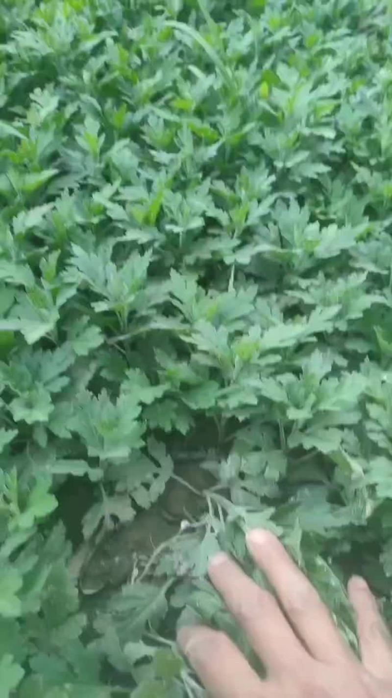 马莲
