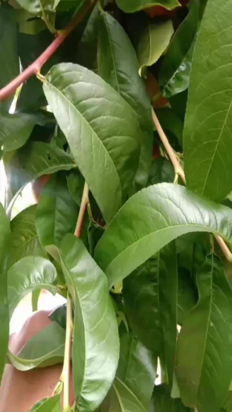 曙光甜油桃