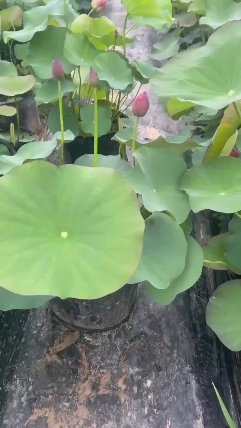 开花荷花