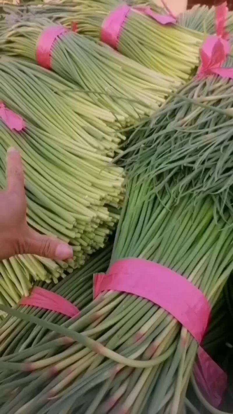 红帽蒜苔