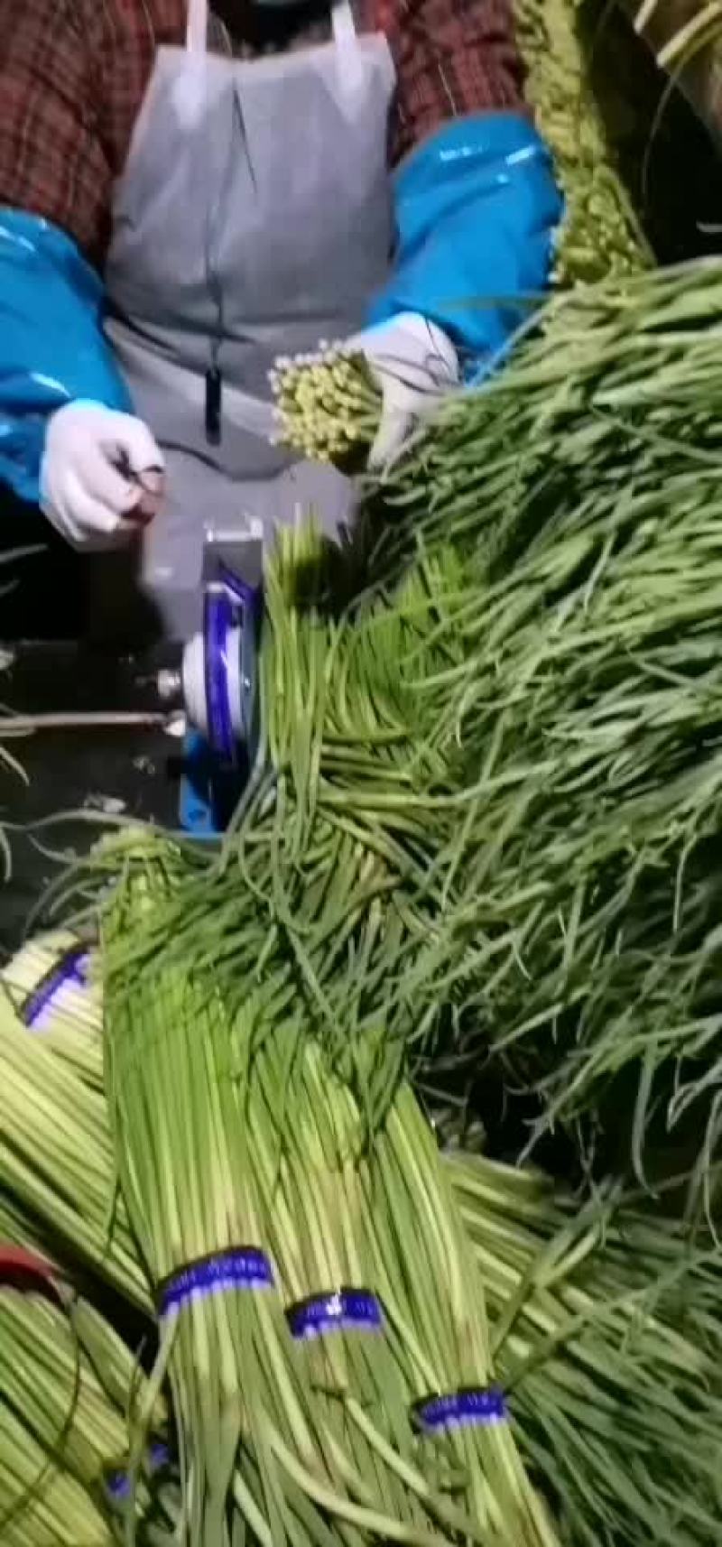 红帽蒜苔