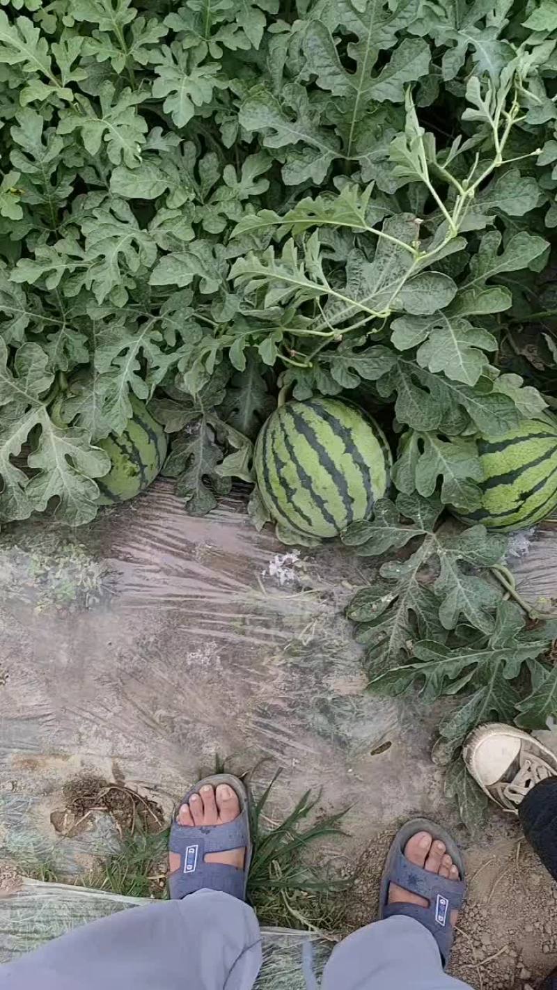 精品西瓜无籽美都西瓜产地直发代发全国欢迎来电咨询