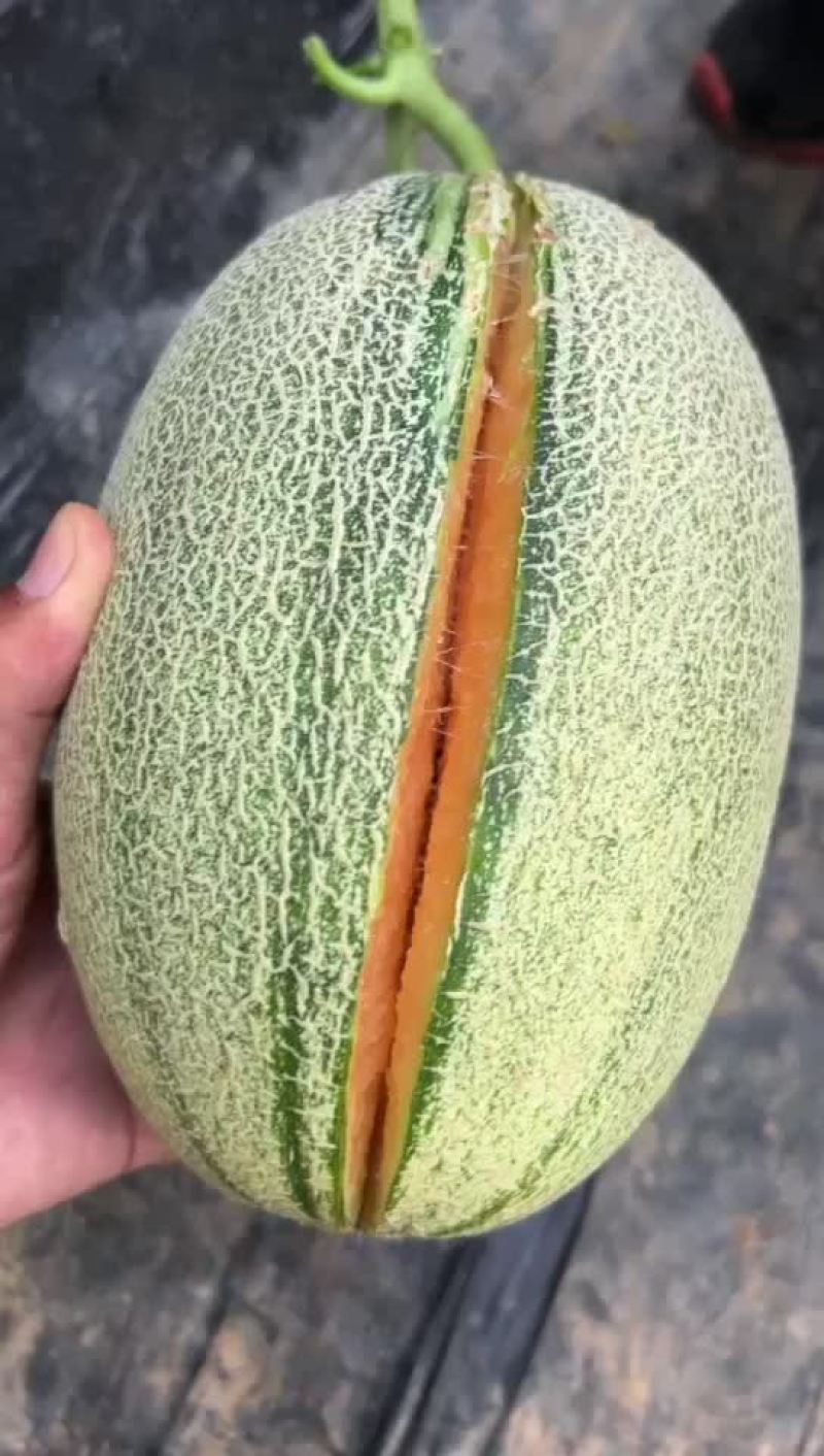 西周蜜25