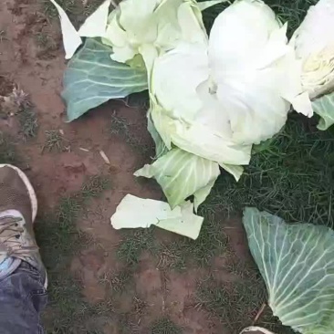 橄榄