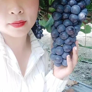夏邑千亩葡萄直发直供