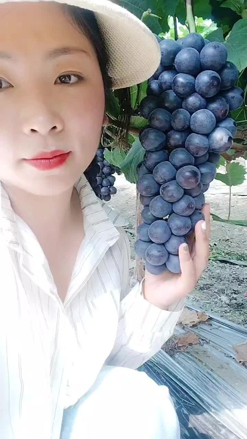 夏邑千亩葡萄直发直供