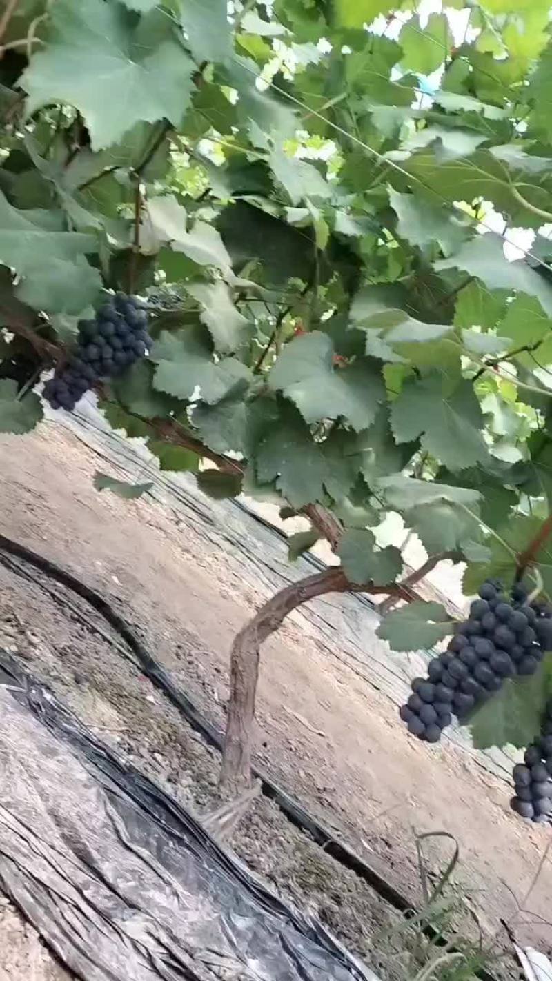 夏邑千亩葡萄直发直供