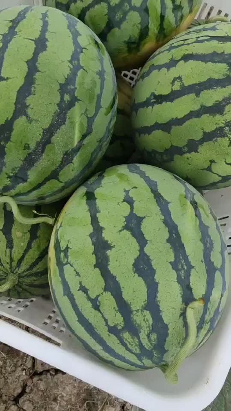 大棚西瓜
