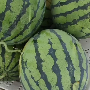 大棚西瓜