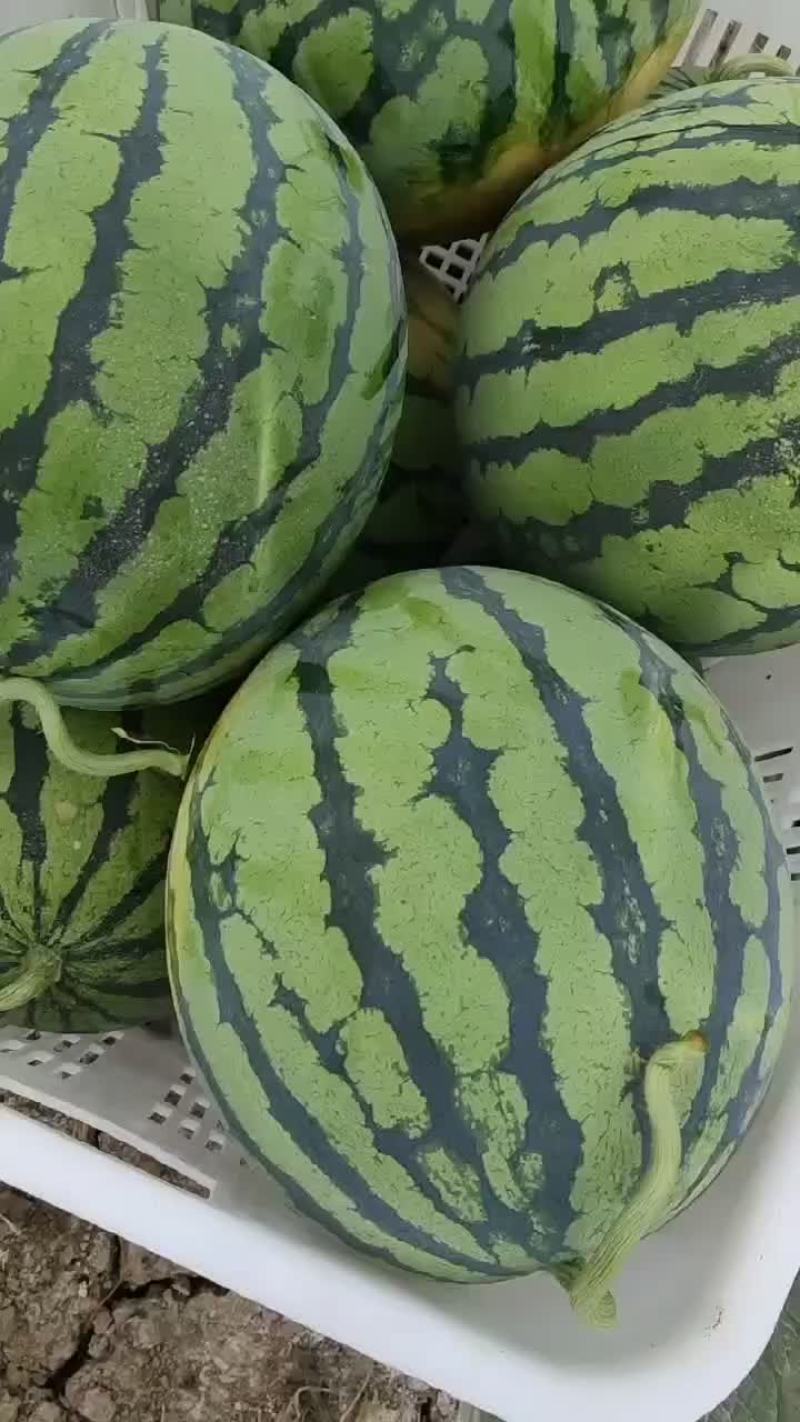 大棚西瓜