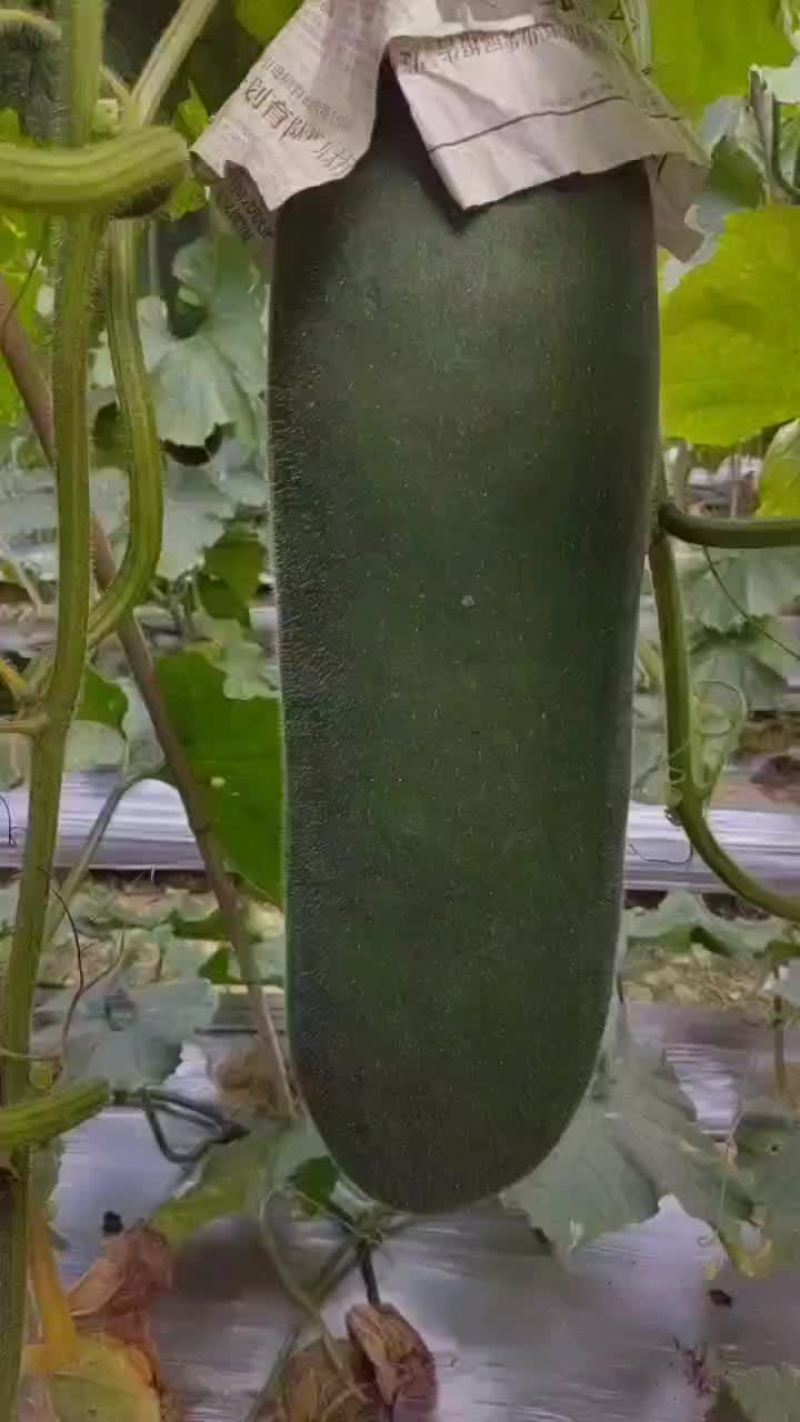 英德冬瓜