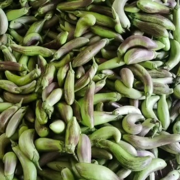 云南紫茄子