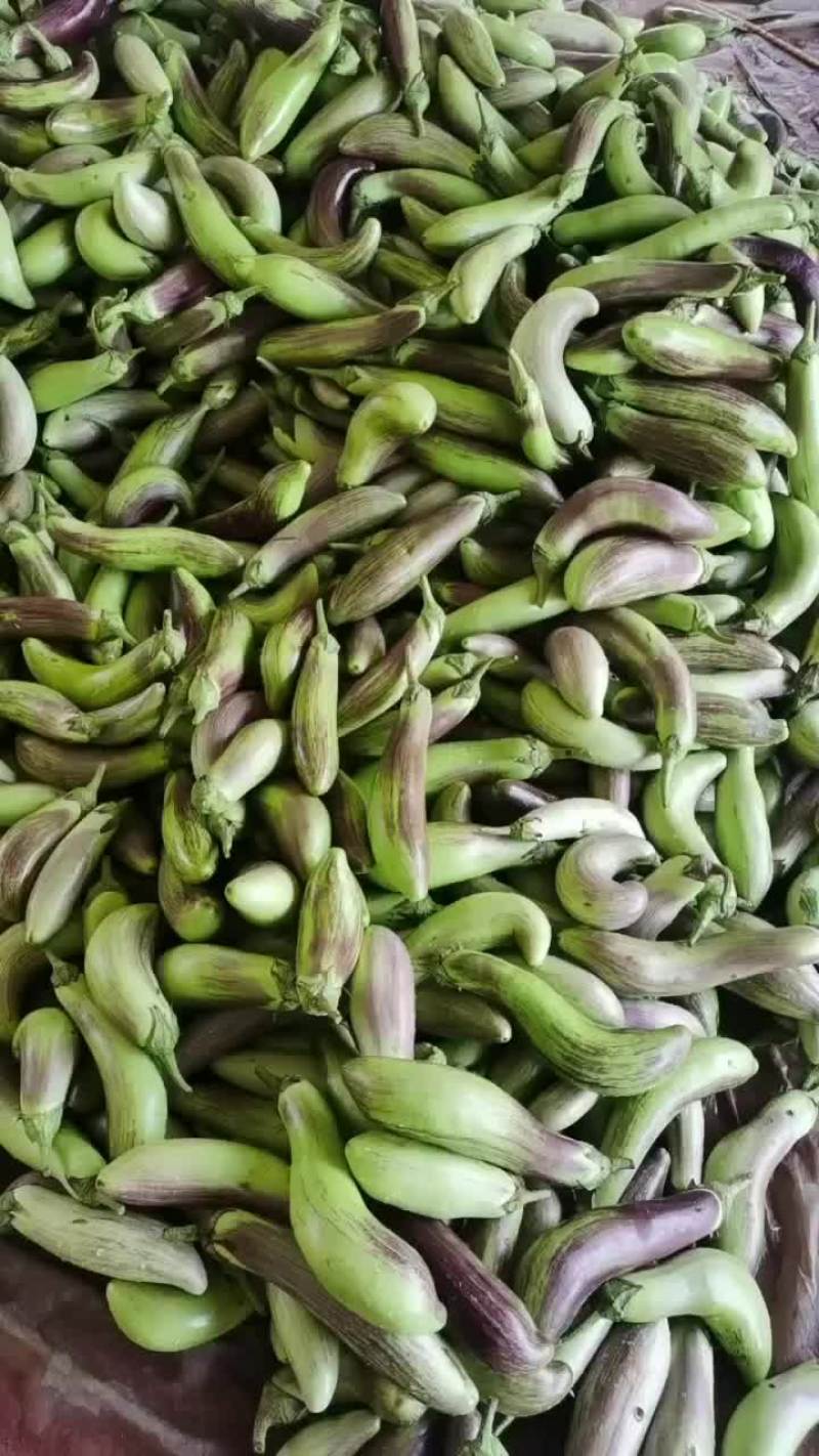 云南紫茄子