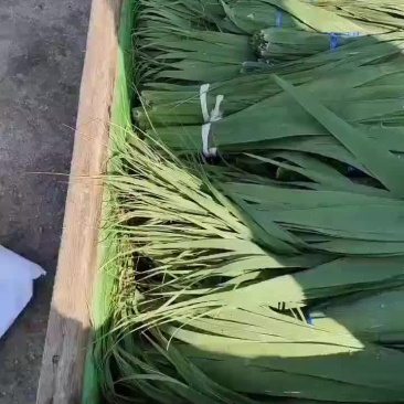盘锦大量供货芦苇粽叶苇叶