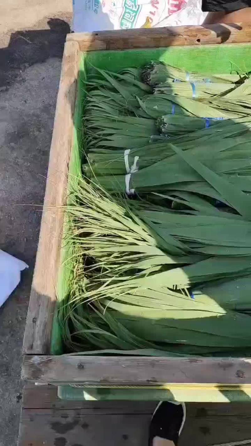 盘锦大量供货芦苇粽叶苇叶