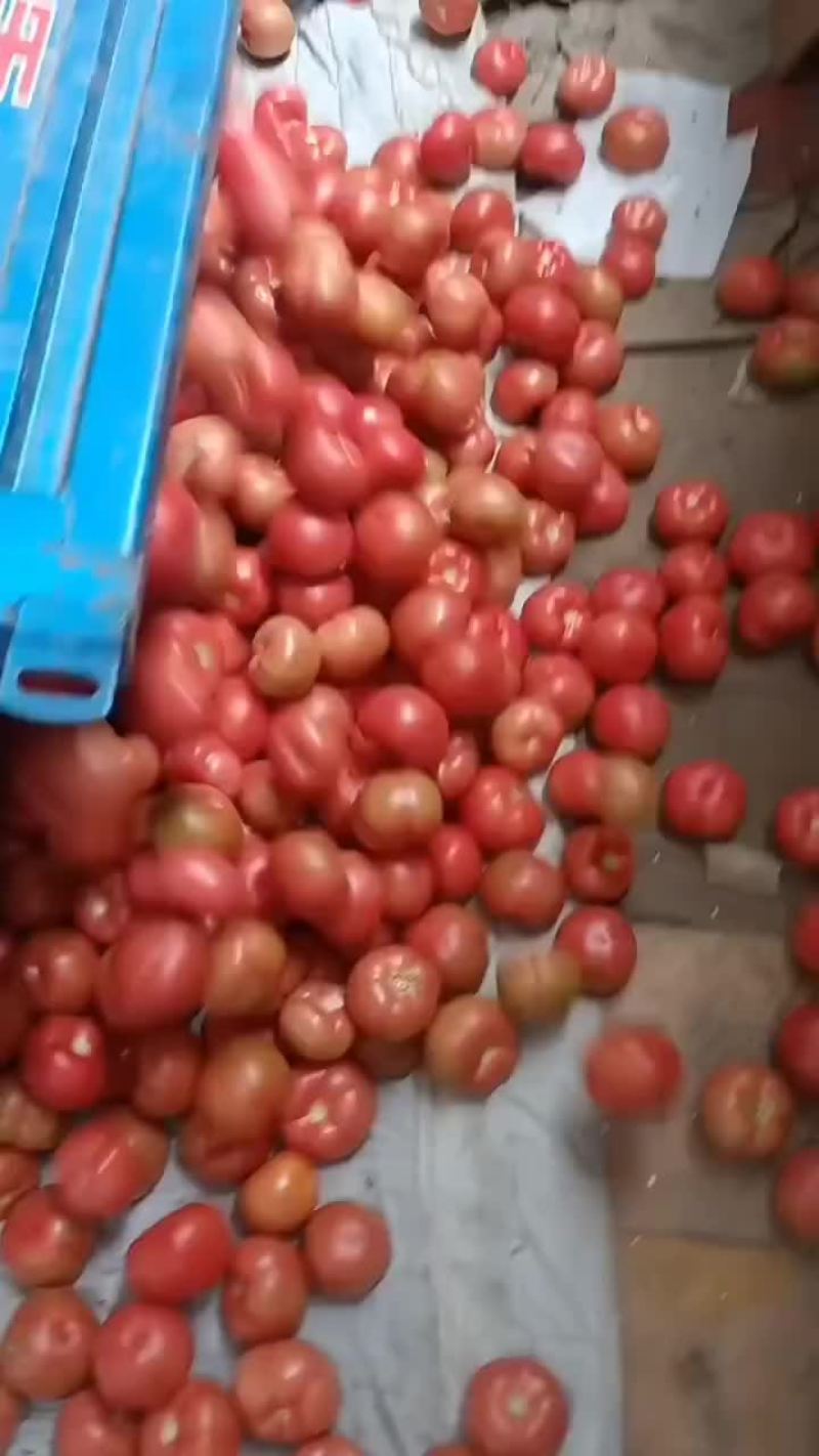 西红柿
