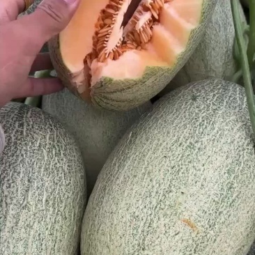 西周蜜25