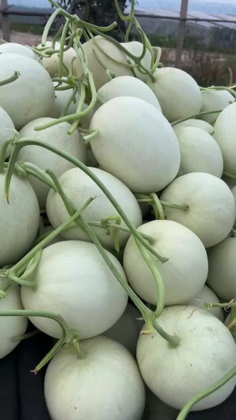 玉姑甜瓜