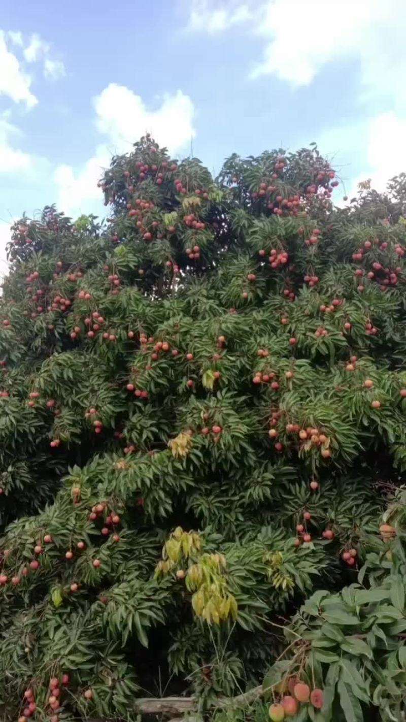 湛江荔枝，妃子，笑桂味