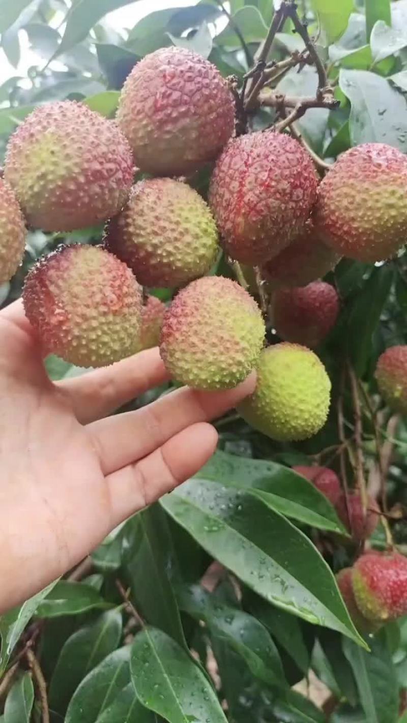 湛江荔枝，妃子，笑桂味