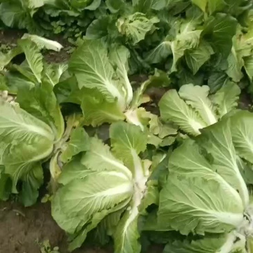 湖北恩施利川高山大白菜