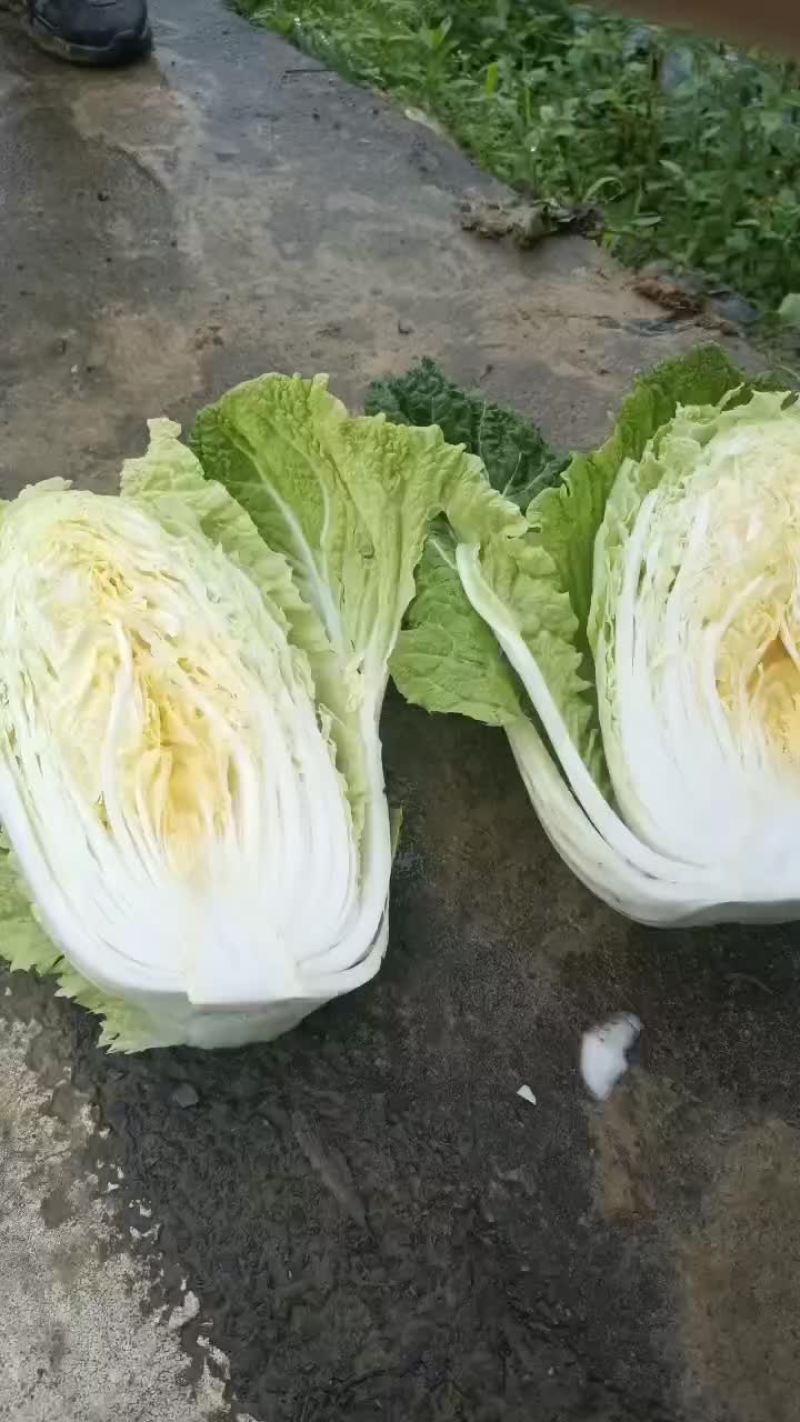 湖北恩施利川高山大白菜