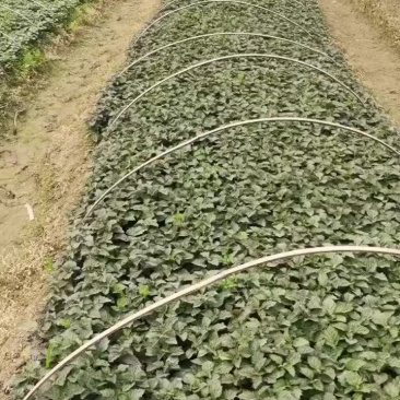 广藿香扦插苗，叶厚，杆粗，产量高，今年年底有60万苗