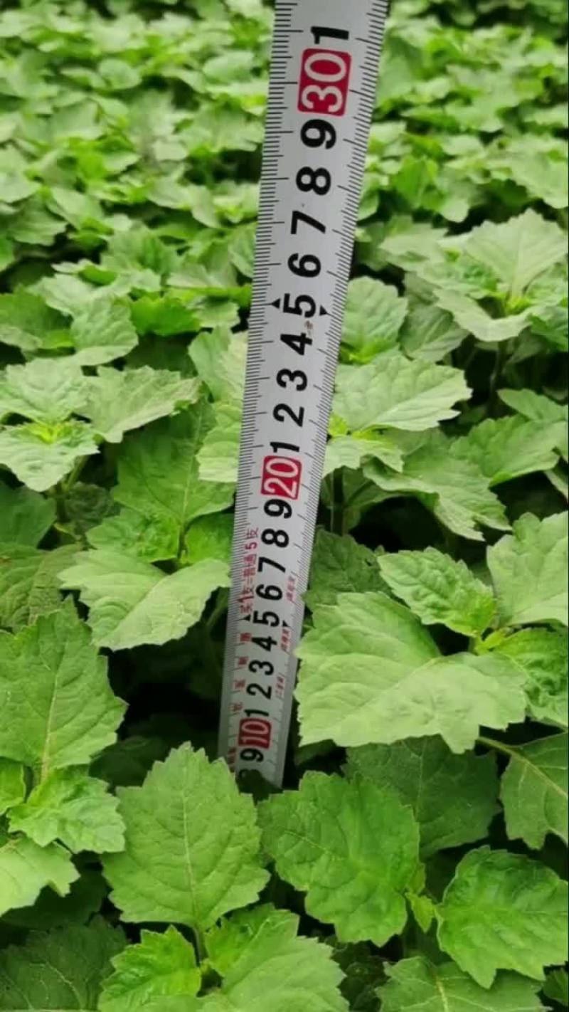 广藿香扦插苗，叶厚，杆粗，产量高，今年年底有60万苗