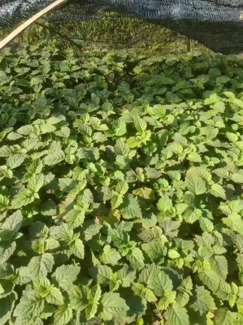 广藿香扦插苗，叶厚，杆粗，产量高，今年年底有60万苗