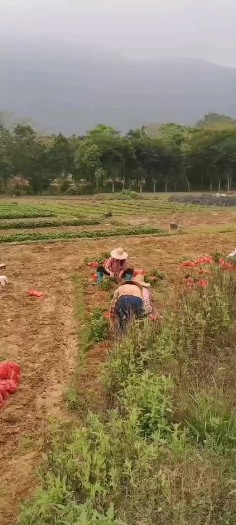 广藿香扦插苗，叶厚，杆粗，产量高，今年年底有60万苗