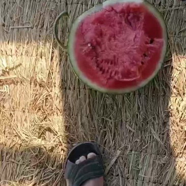 西瓜