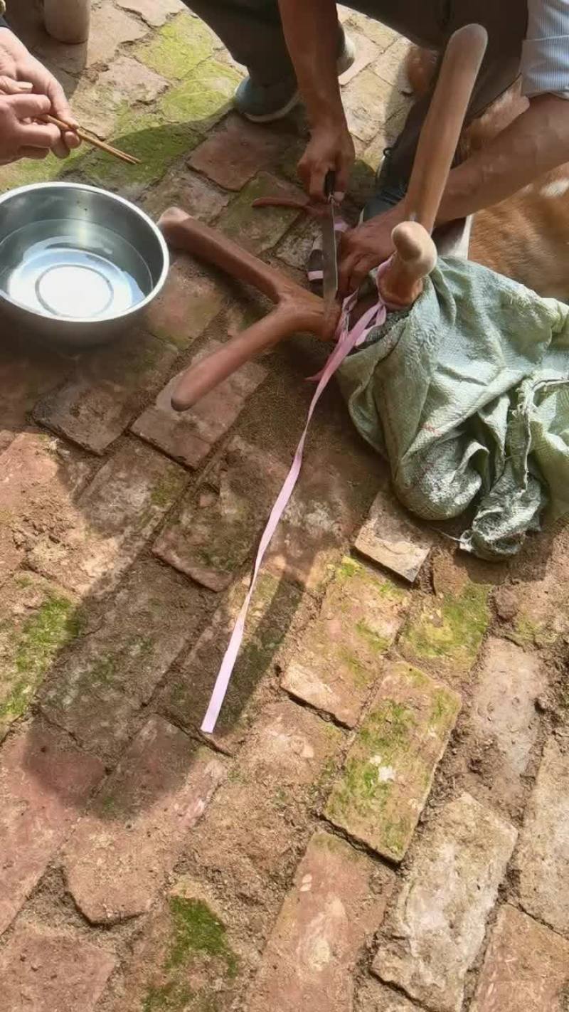 鹿苗亲人梅花鹿苗性格温顺亲人可爱浑身梅花