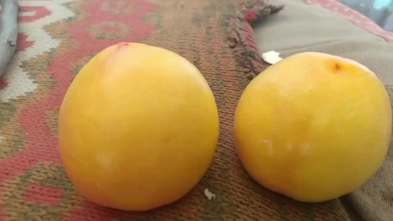 中油19纸袋大量上市。