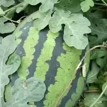 各位老板，有需要的给我联系