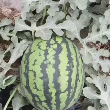 锦王熟度好需要的请联系