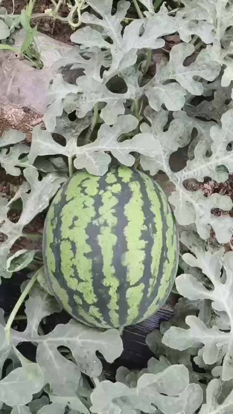 锦王熟度好需要的请联系