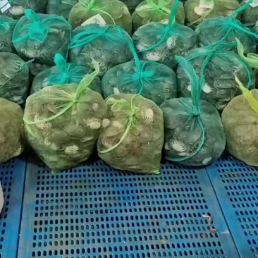江苏兴化大闸蟹苗