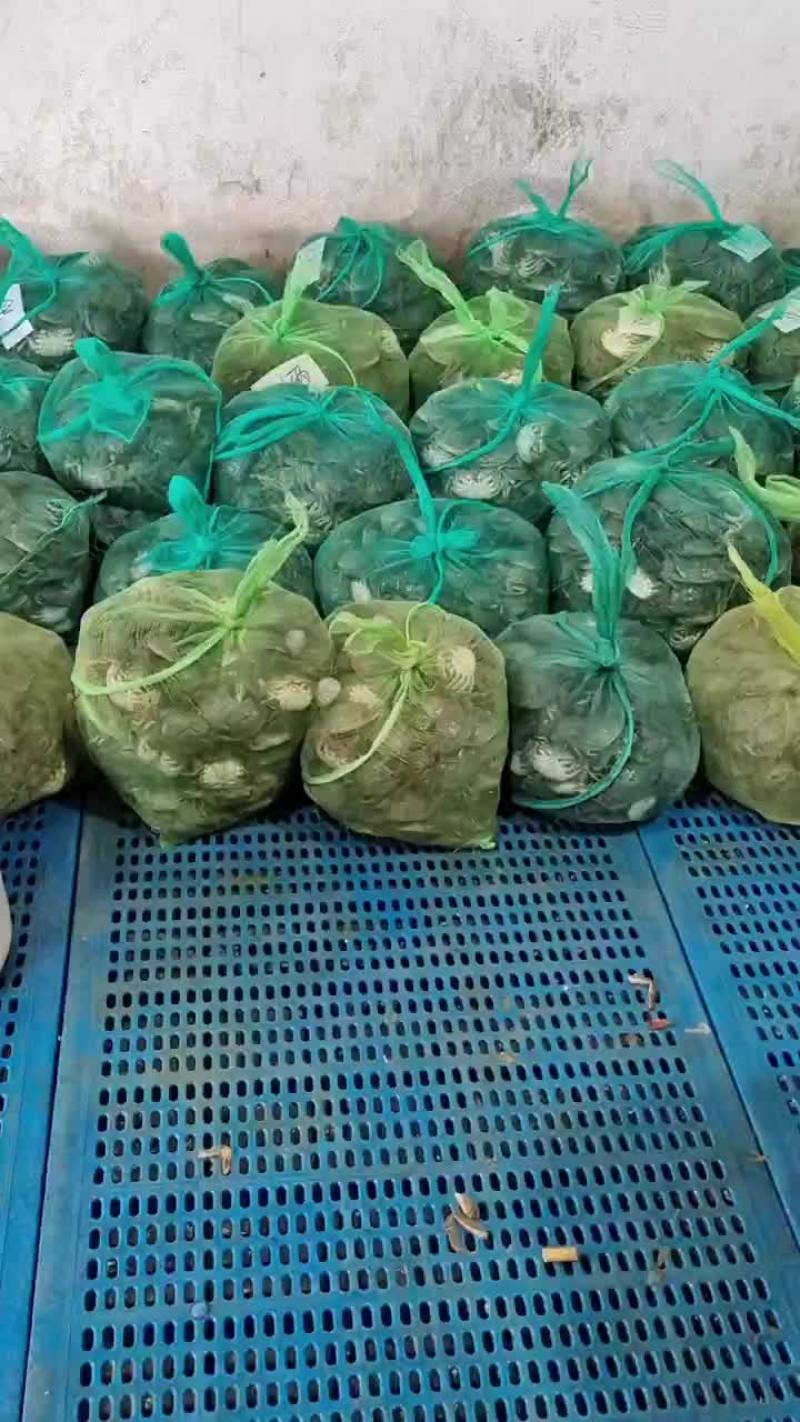 江苏兴化大闸蟹苗