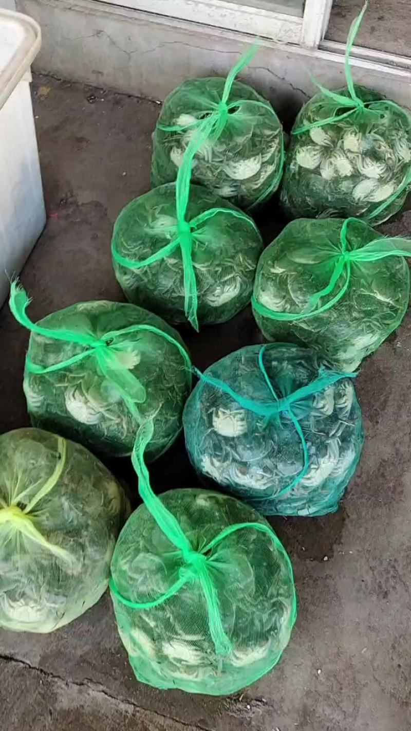 江苏兴化大闸蟹苗