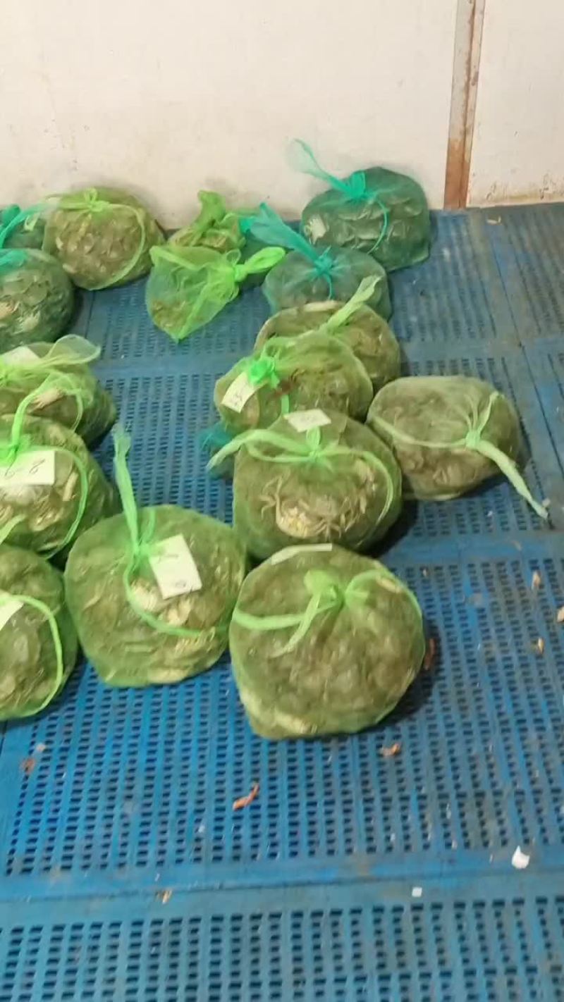 江苏兴化大闸蟹苗