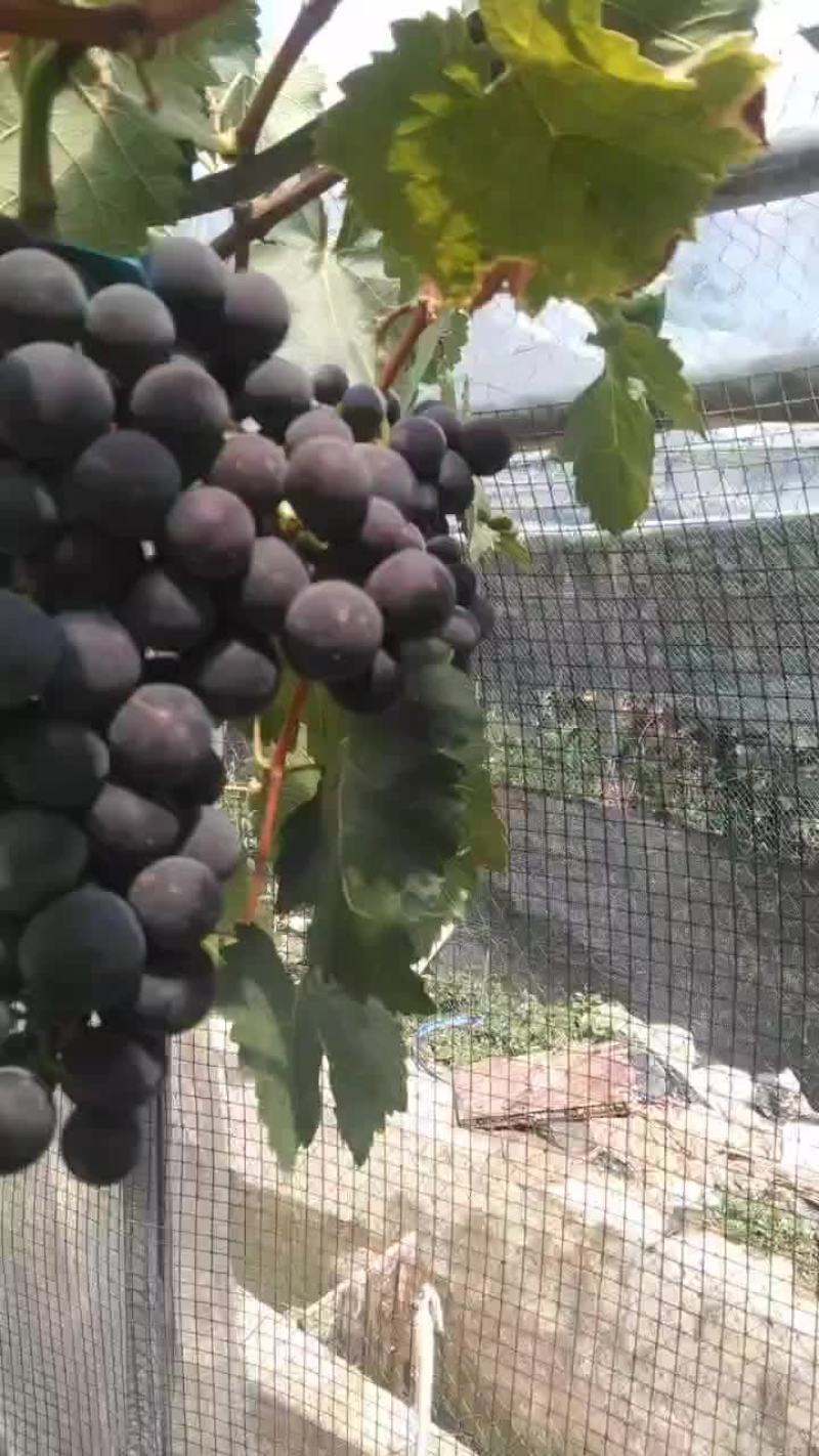 巨峰葡萄