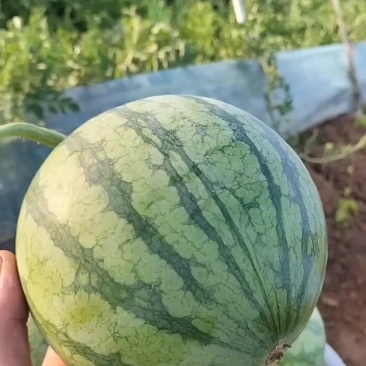 无籽蜜童西瓜