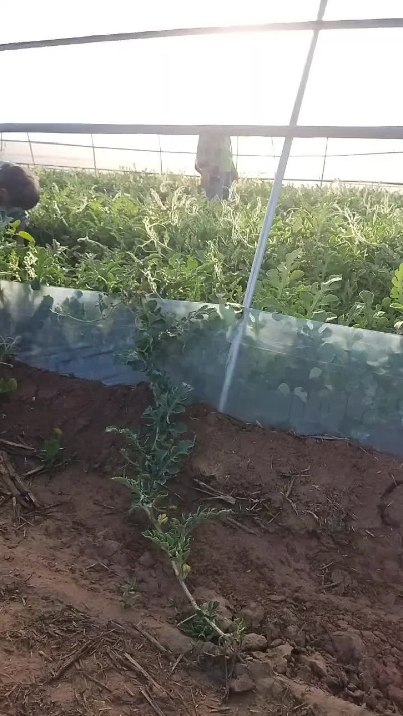 无籽蜜童西瓜