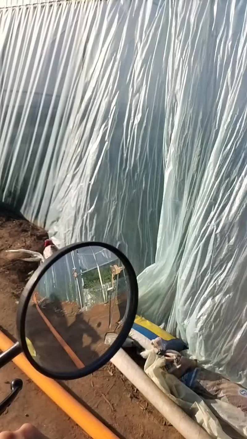 无籽蜜童西瓜