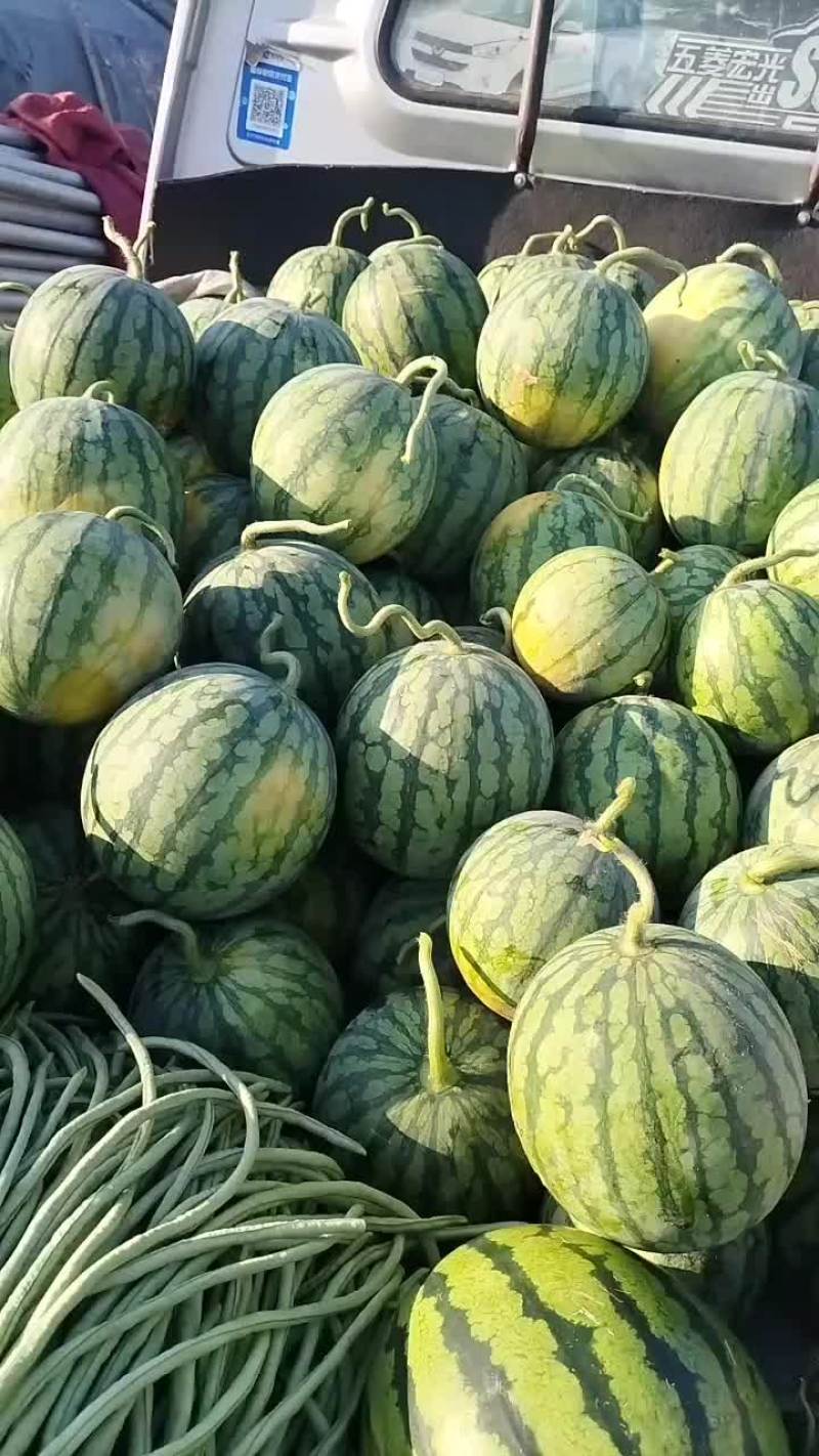 无籽蜜童西瓜