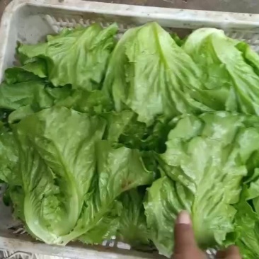 大量现货