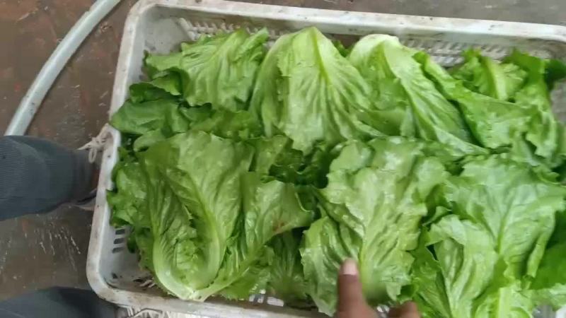 大量现货