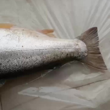 青海龙羊峡三文鱼