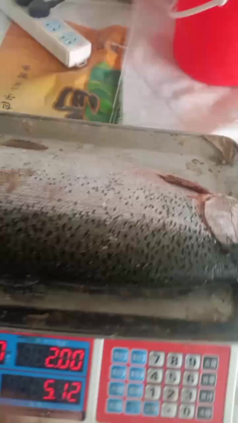 青海龙羊峡三文鱼