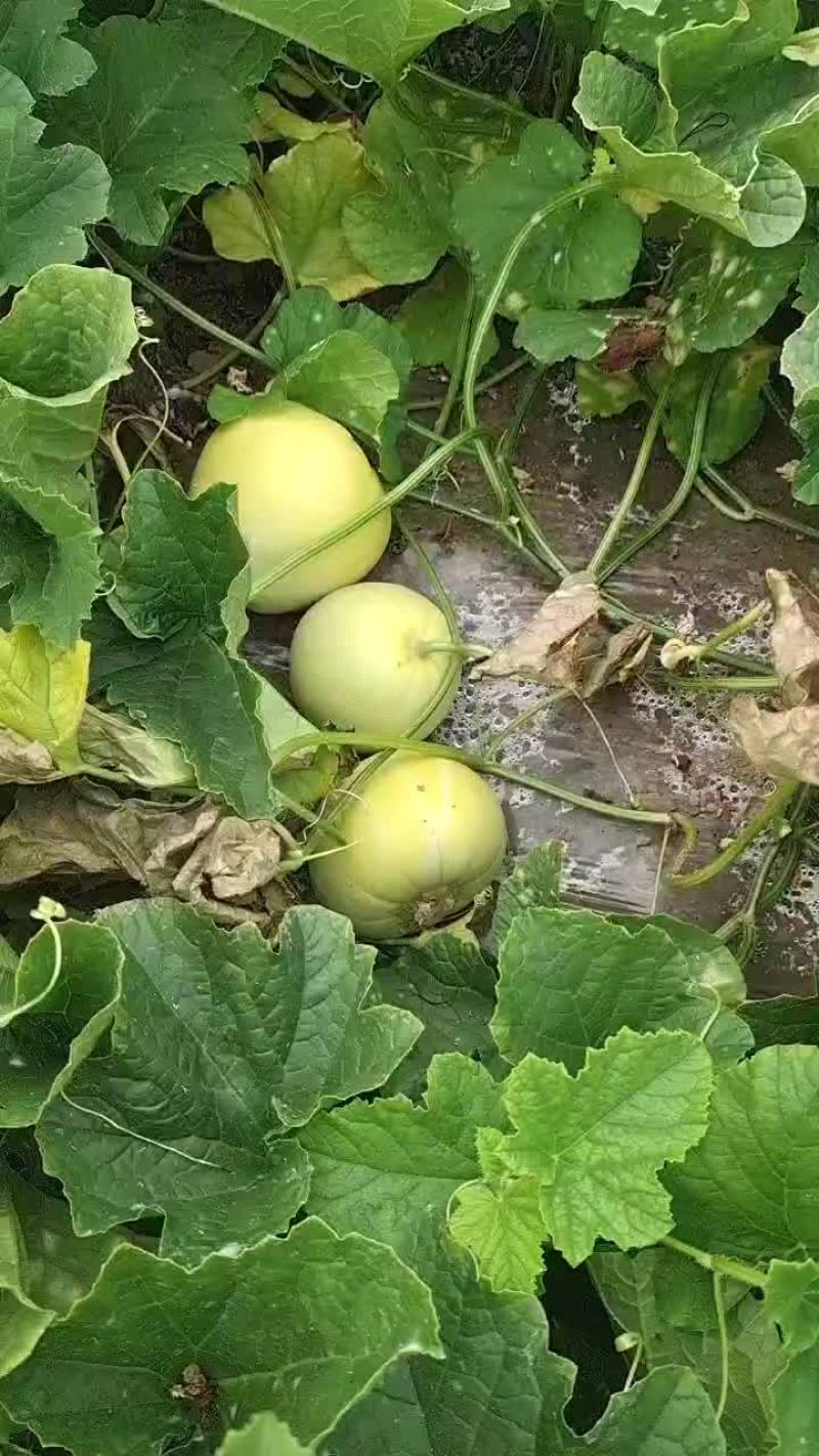 西瓜甜瓜